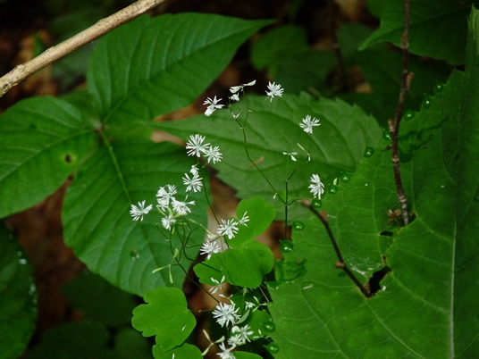 {Thalictrum clavatum}